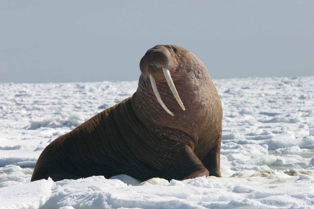 ilustrasi walrus (commons.wikimedia/Joel Garlich)