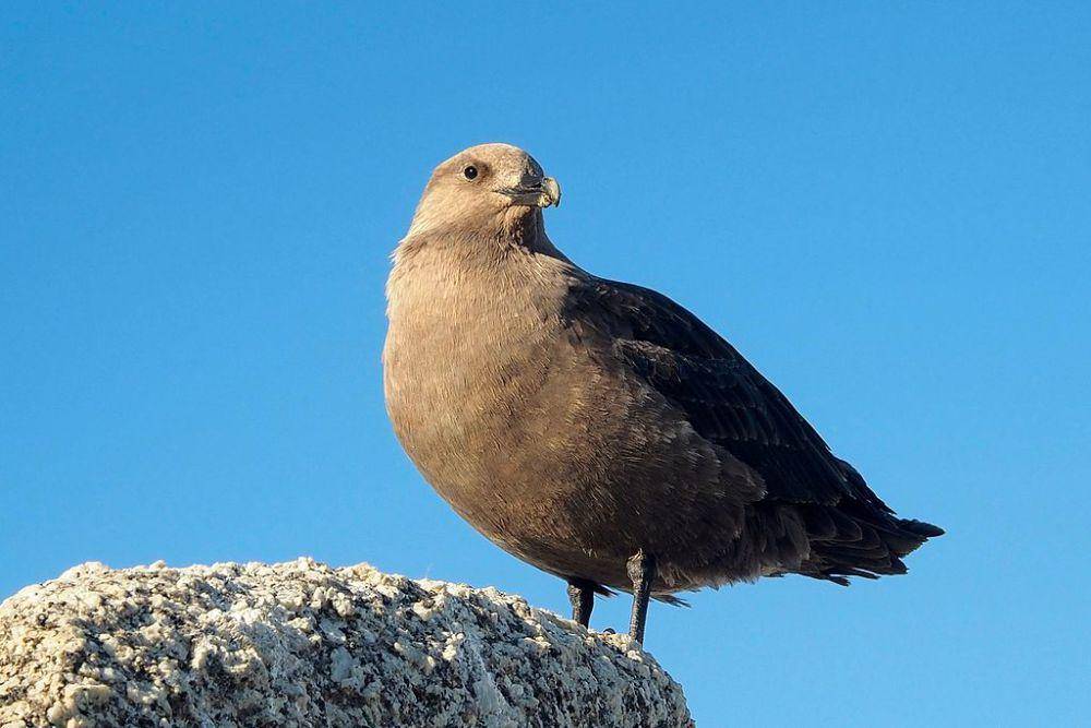 Skua kutub selatan (commons.wikimedia.org/Paride Legovini)