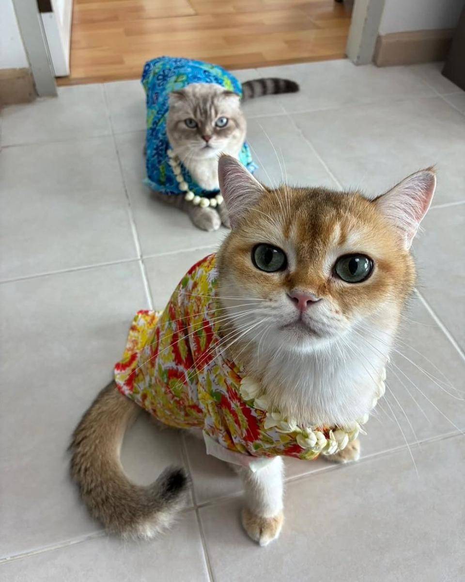 instagram.com/hazardisacat