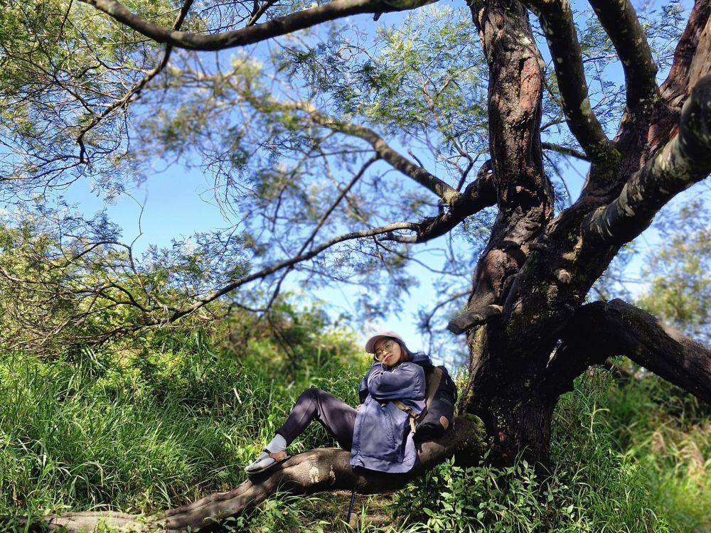 Pemandangan pohon ikonik di Gunung Prau (dok. Pribadi/Stephanie Priyanka)