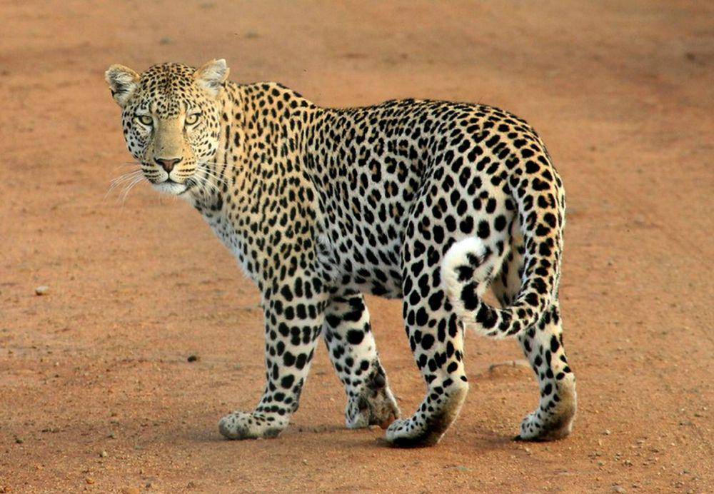 ilustrasi leopard (pexels.com/Pixabay)