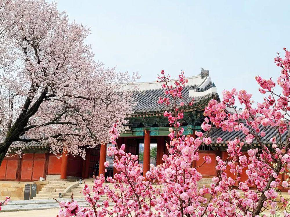 potret bunga sakura di Istana Changgyeonggung (instagram.com/changgyeonggung_palace)