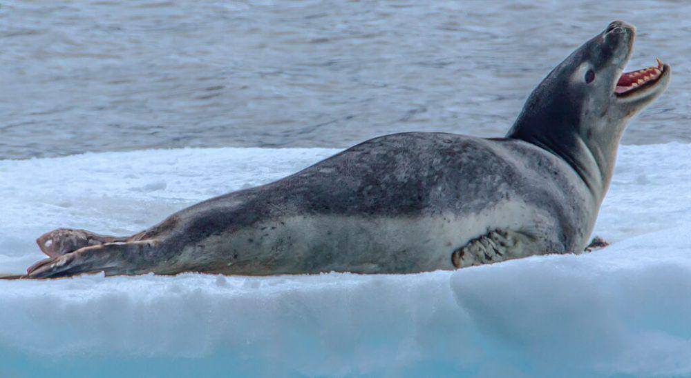 Anjing laut macan tutul (commons.wikimedia.org/Murray Foubister)