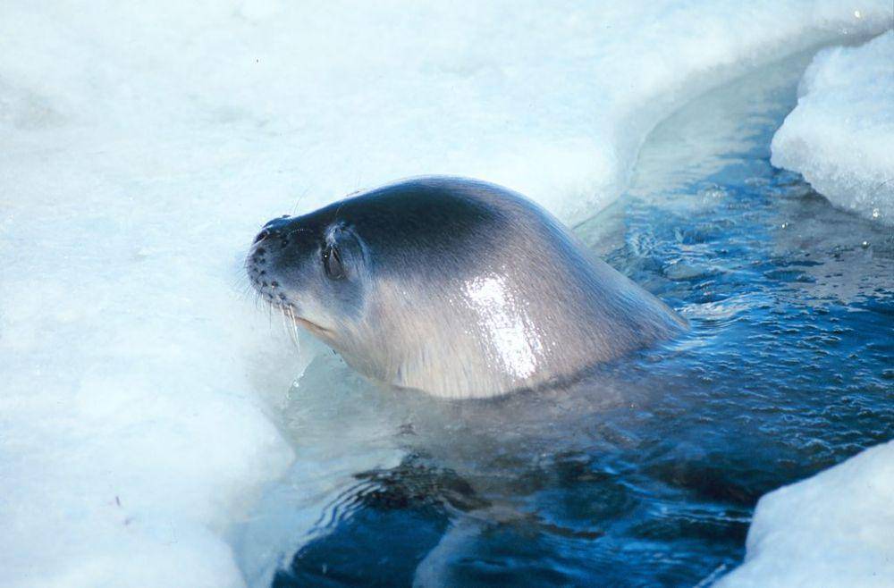 Anjing laut weddel (commons.wikimedia.org/Giuseppe Zibordi)