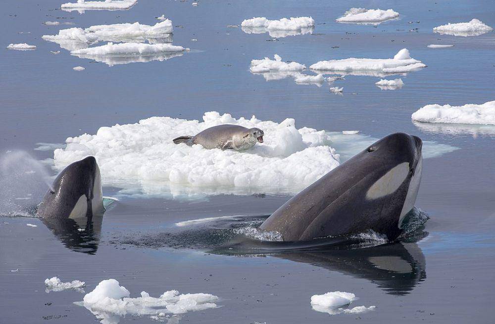 Orca dan anjing laut (commons.wikimedia.org/Callan Carpenter)