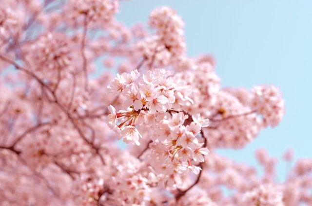 Apakah Bunga Sakura Bisa Dimakan?