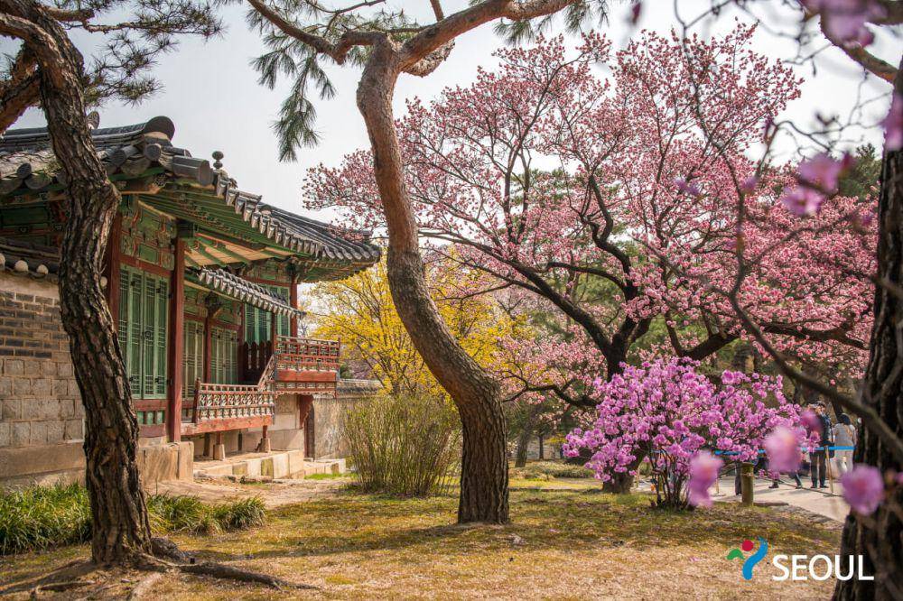 potret bunga sakura di Istana Changdeokgung (english.seoul.go.kr)