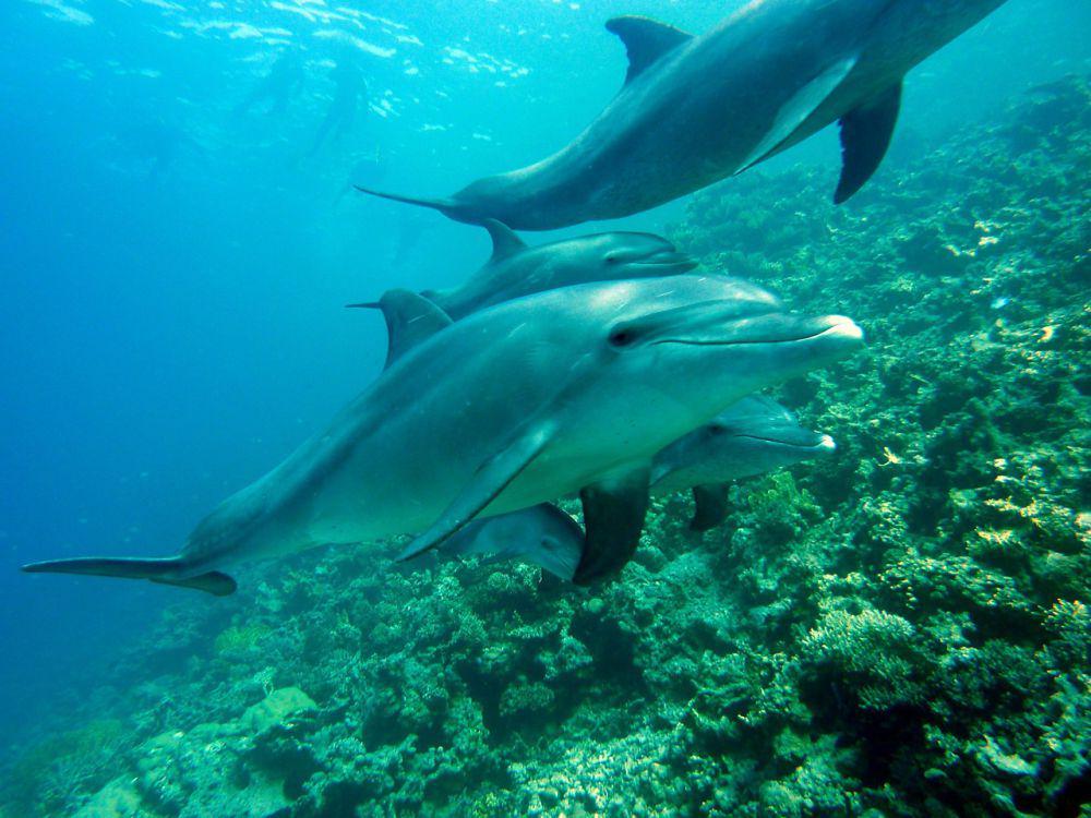 5 Fakta Bottlenose Dolphin, Lumba-lumba yang Punya Siulan Khas