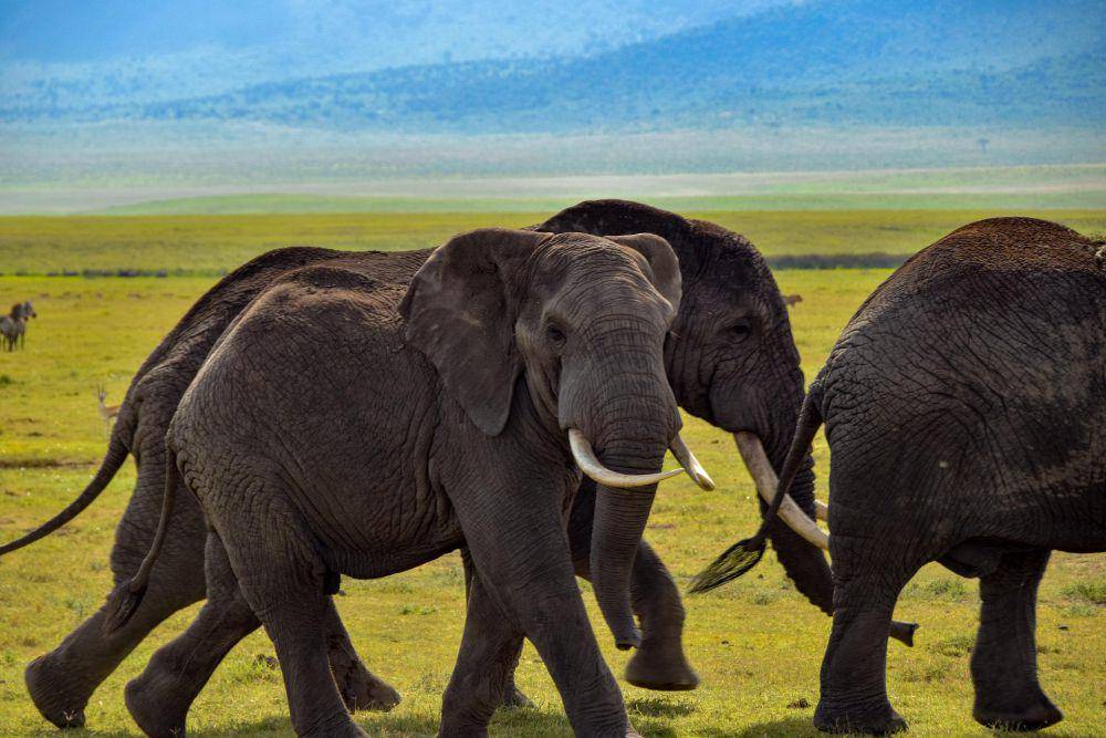 ilustrasi gajah (pixabay.com/willm78)