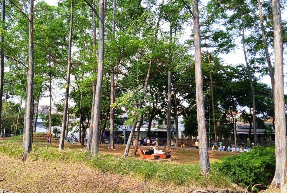 potret deretan pohon leda di Tebet Eco Park (dok.pribadi/Gusti Nur Iwari)