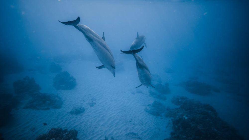 Bottlenose dolphin (pexels.com/Daniel Torobekov)