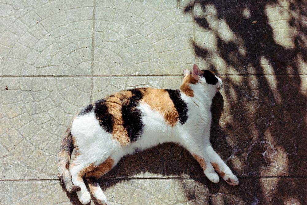 ilustrasi kucing mengalami cidera (pexels.com/Bingqian Li)