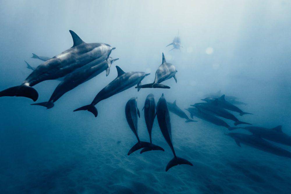 Bottlenose dolphin (pexels.com/Kammeran Gonzalez-Keola)