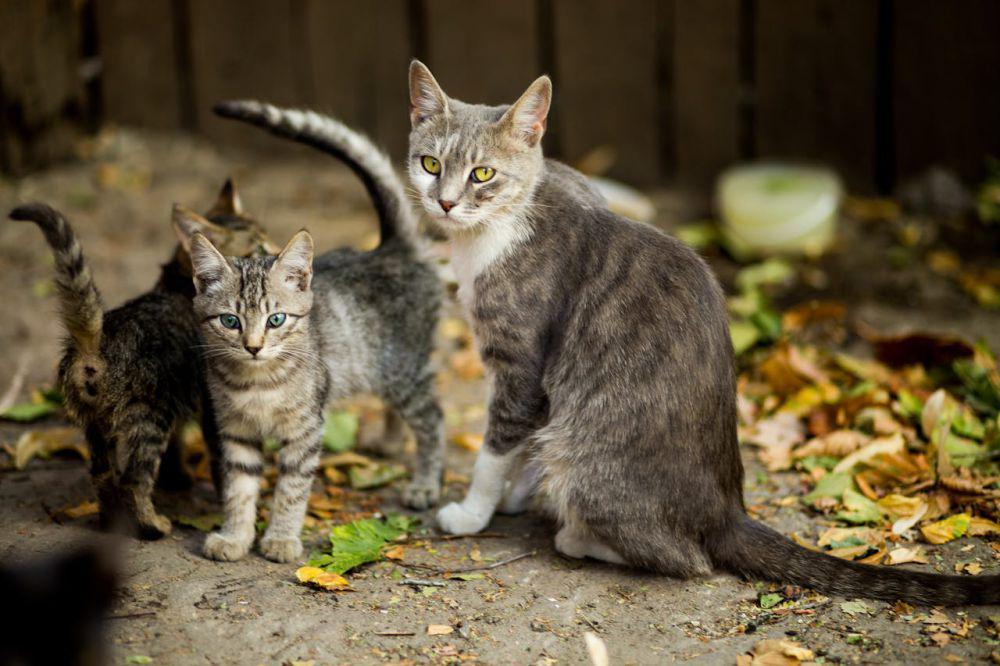 6 Titik Kelenjar Bau pada Kucing yang Jarang Disadari