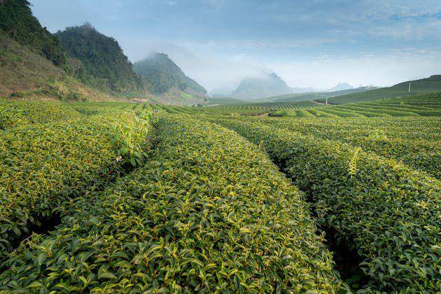 ilustrasi kebun teh (pexels.com/Quang)