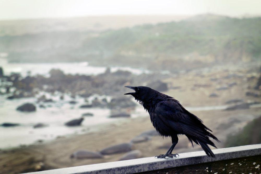 5 Fakta Fakta Menarik Burung Gagak yang Jarang Diketahui