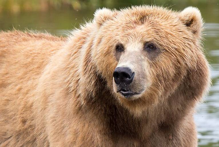ilustrasi beruang kodiak (commons.wikimedia.org/Lisa Hupp / USFWS)