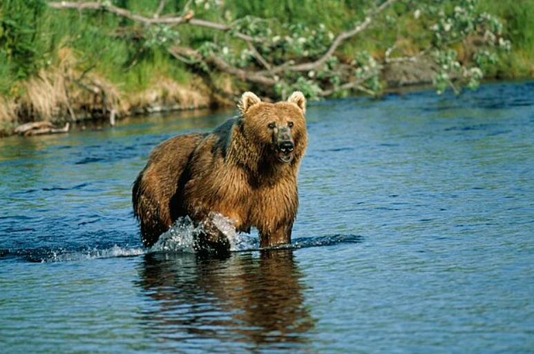 ilustrasi beruang kodiak (commons.wikimedia.org/David Menke)