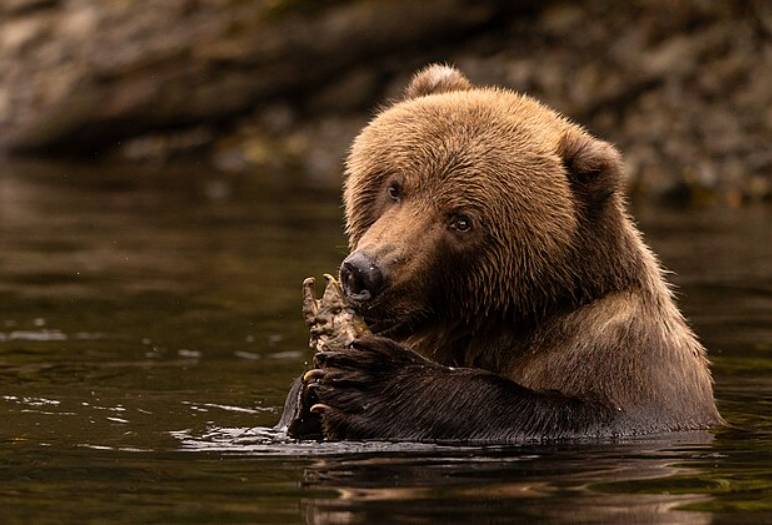 ilustrasi beruang kodiak (commons.wikimedia.org/Lisa Hupp / Alaska Region U.S. Fish & Wildlife Service)