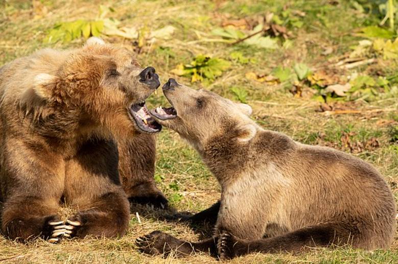 ilustrasi beruang kodiak (commons.wikimedia.org/Alaska Region U.S. Fish & Wildlife Service)