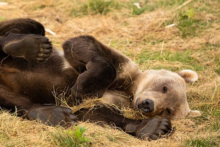 ilustrasi beruang kodiak (commons.wikimedia.org/Alaska Region U.S. Fish & Wildlife Service)