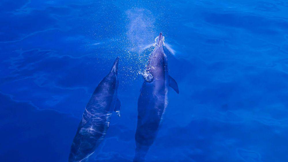 ilustrasi bottlenose dolphin bernapas (unsplash.com/Srikanta H. U)