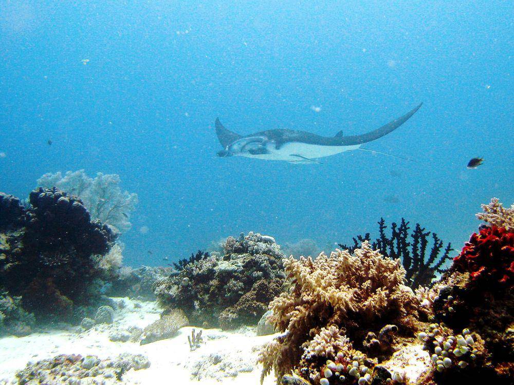Manta Point (commons.wikimedia.org/Petter Lindgren)