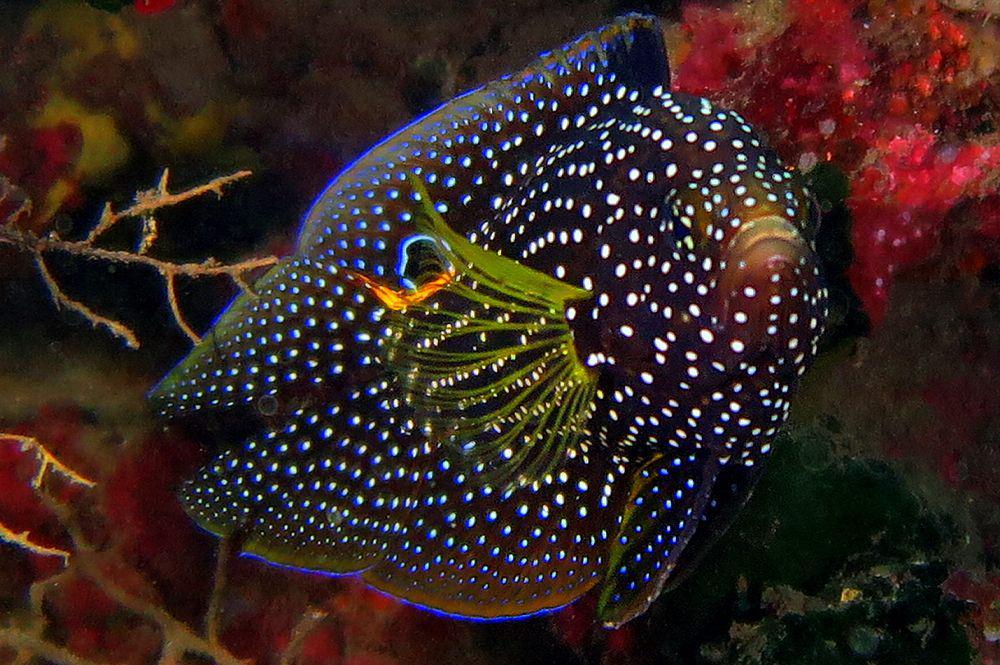 5 Fakta Unik Ikan Godam, Hewan Laut Memukau dengan Mata Palsu