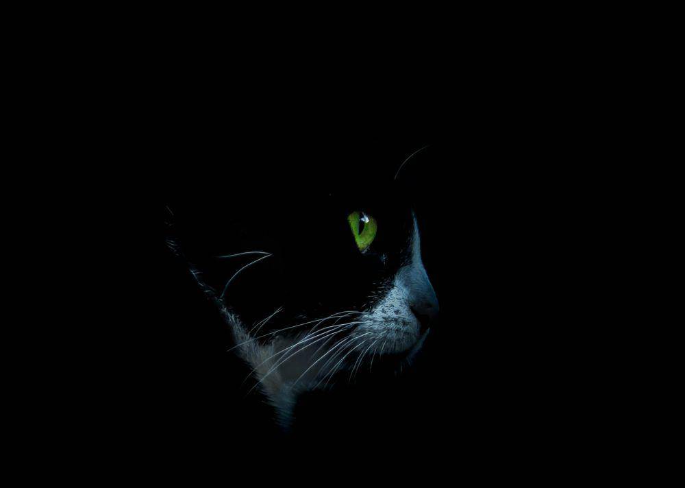 ilustrasi kucing melihat di kegelapan (unsplash.com/Akin Cakiner)