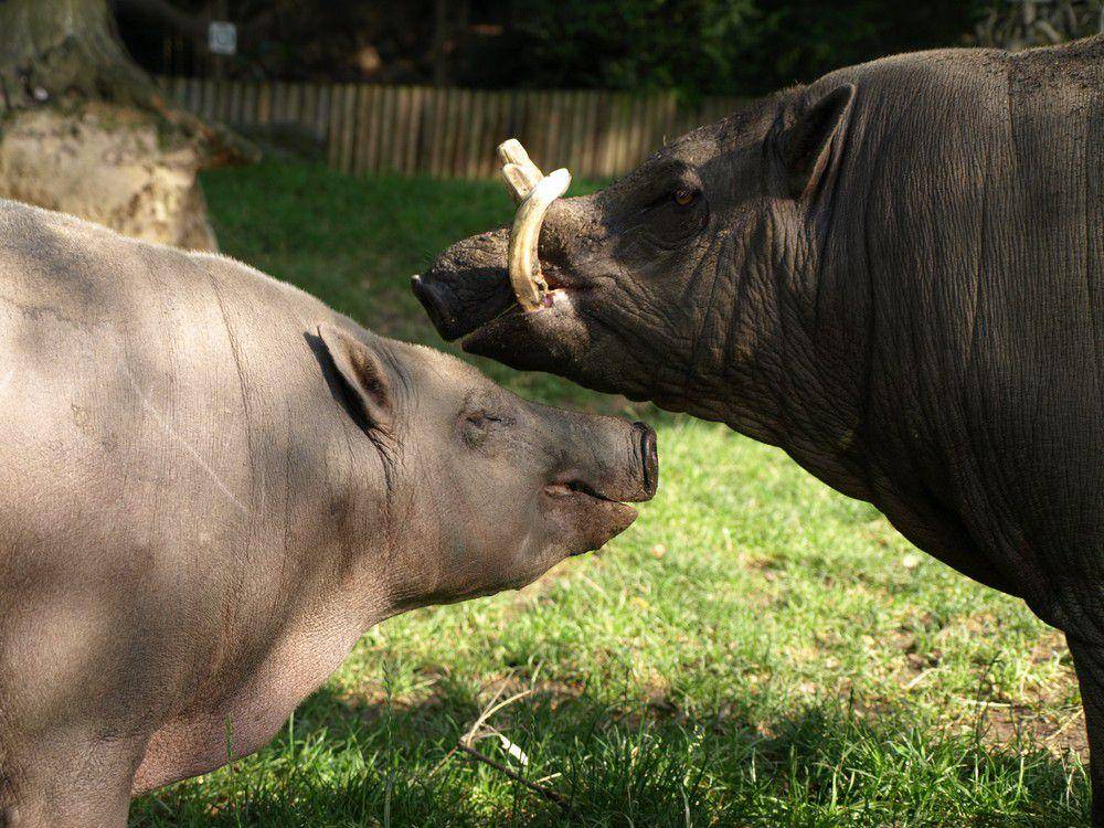 Babi rusa sulawesi utara (commons.wikimedia.org/Alena Houšková)