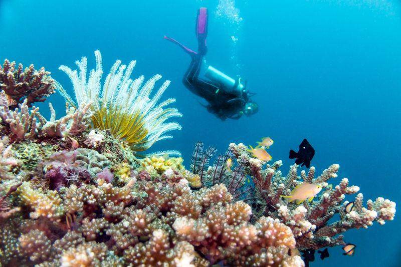 Keindahan bawah laut Takabonerate di Kepulauan Selayar/kepualuanselayarkab.go.id