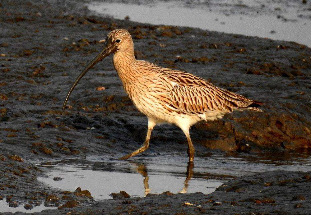 ilustrasi burung Curlew (commons.wikimedia.org/Dr. Raju Kasambe)