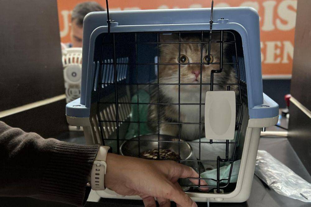 Kucing Dominasi Pengiriman Hewan Peliharaan KAI di Libur Lebaran