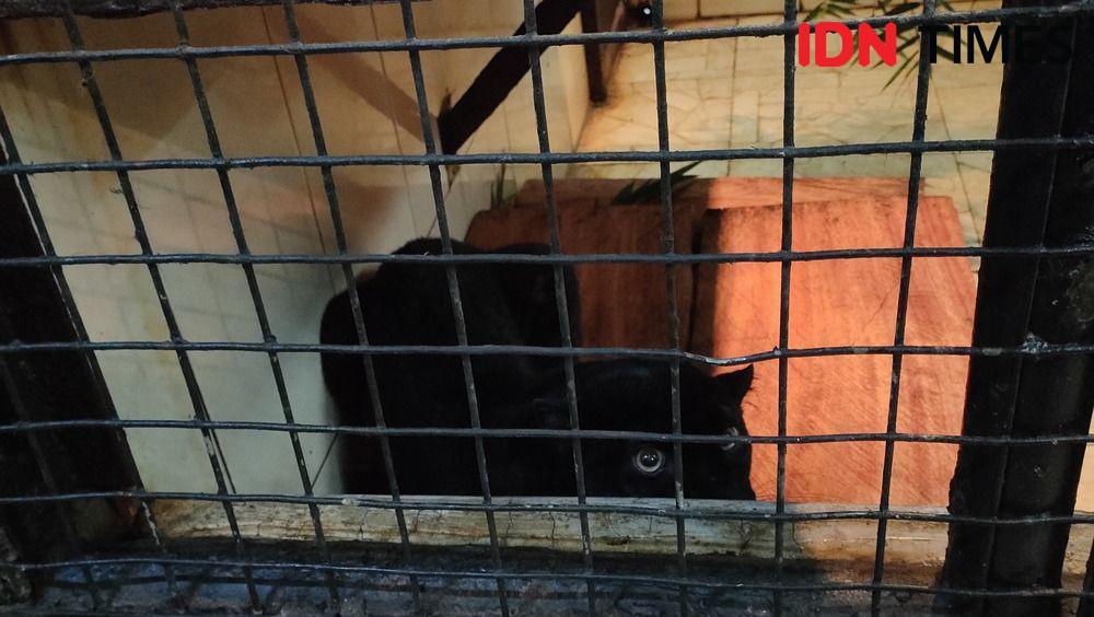 Macan Tutul Serang Ternak Warga di Banten, Penyakitnya Masih Diperiksa