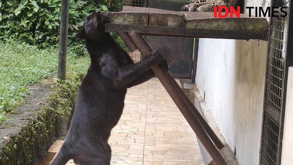Macam tutul kumbang dalam pangkaran di TSI Bogor, Jawa Barat. (Linna Susanti/IDN Times).
