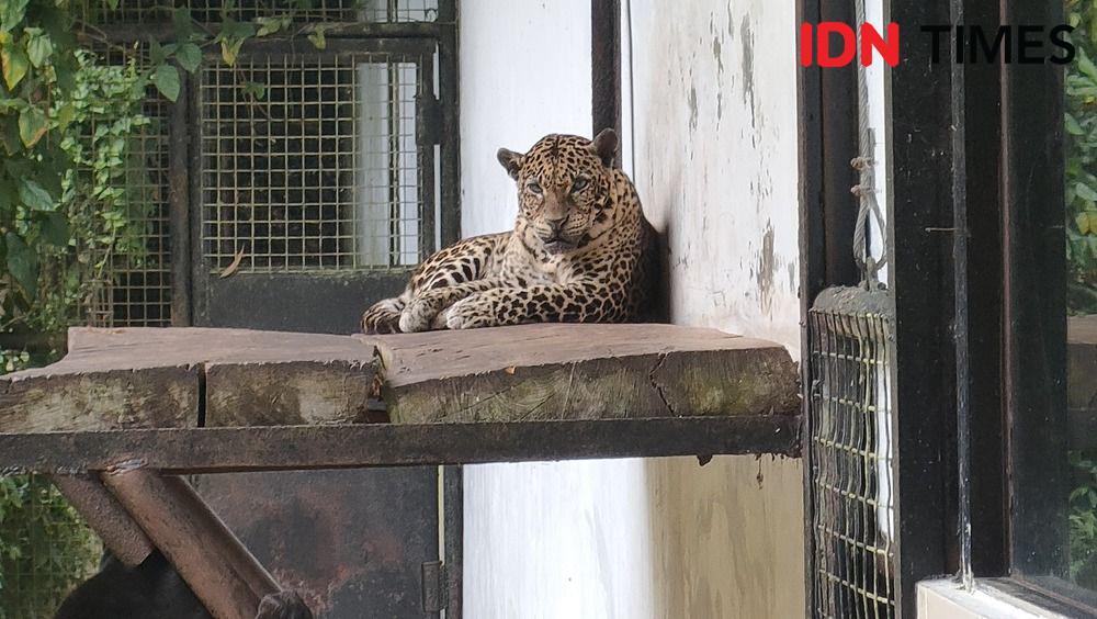 Populasi Macan Tutul Menurun, Keseimbangan Ekosistem Bisa Terganggu