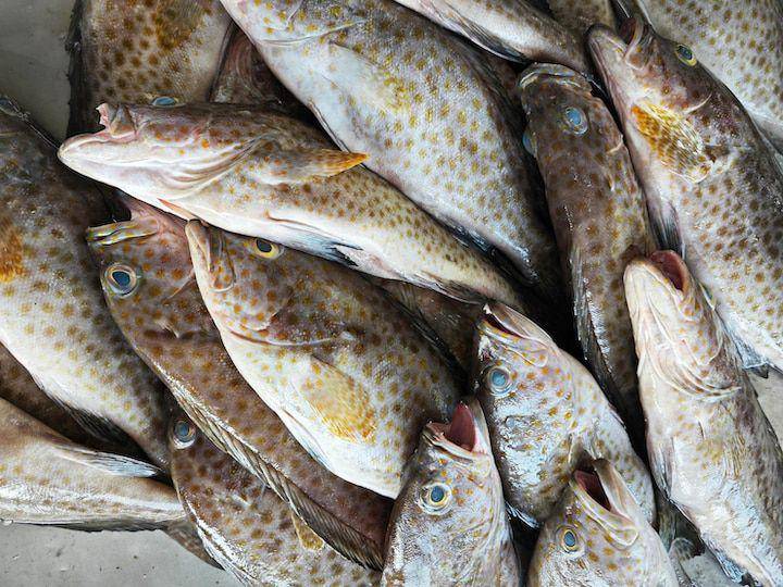 Ikan kerapu segar (freepik.com/sweemingyoung)