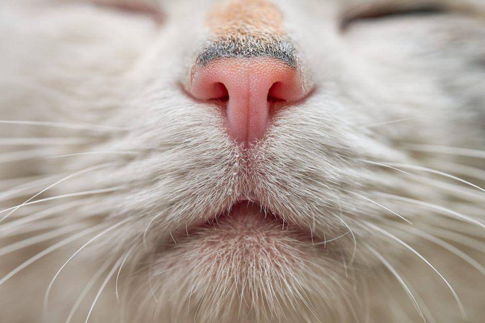 kumis kucing