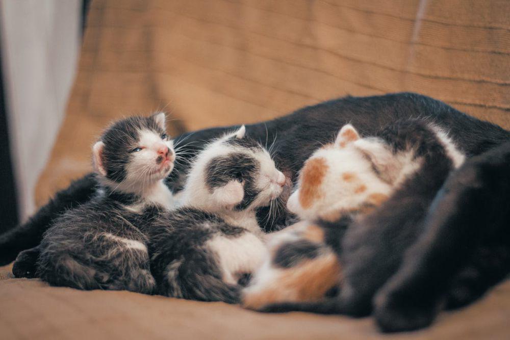 Bisa Hamil 5 Kali Setahun? Ini 6 Fakta Menarik Reproduksi Kucing