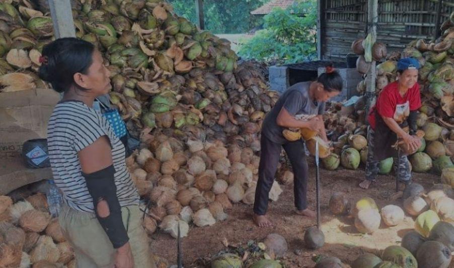 Petani di Tabanan Ungkap Penyebab Harga Kelapa Genjah Mahal