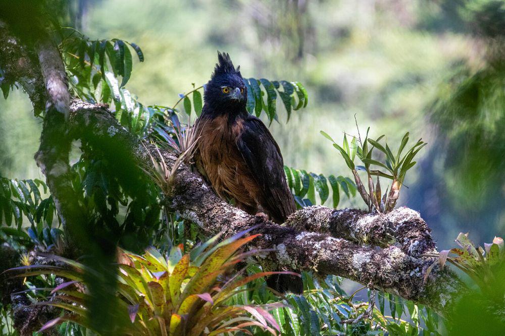 5 Jenis Burung Elang Langka dan Endemik Amerika Selatan