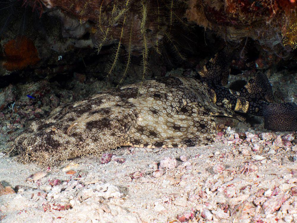 6 Fakta Unik Wobbegong, Hiu Karpet dengan Wujud Unik
