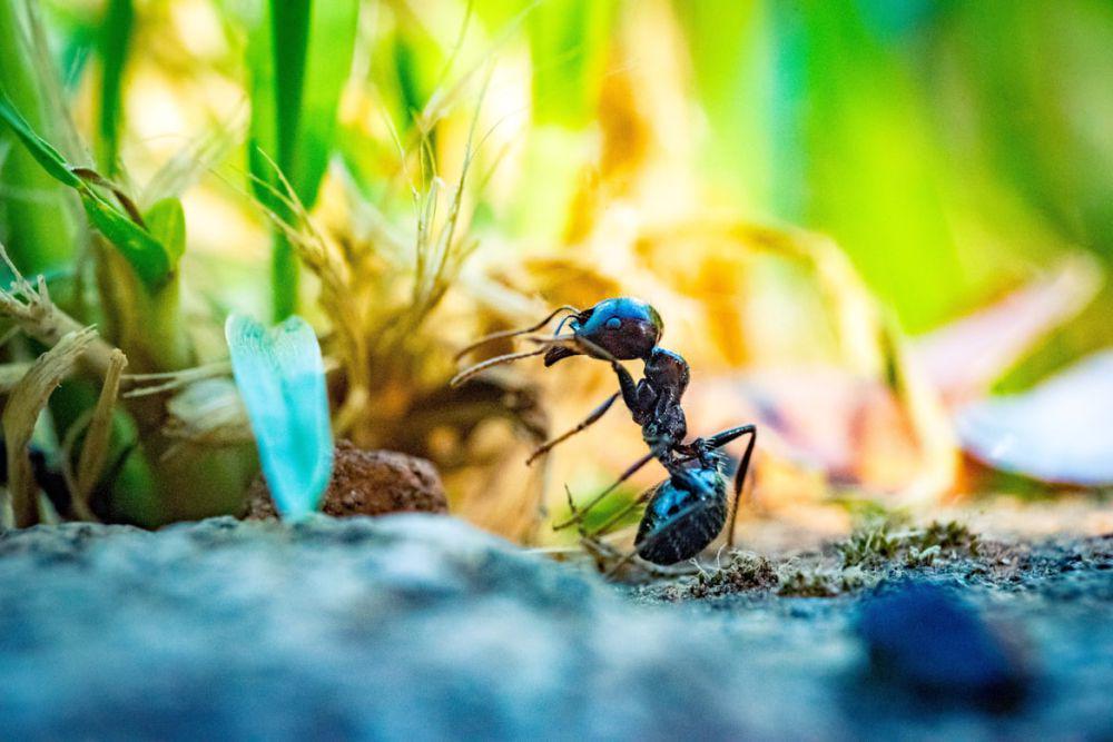 5 Tips Jitu Mengusir Semut dari Pot Tanaman Hias