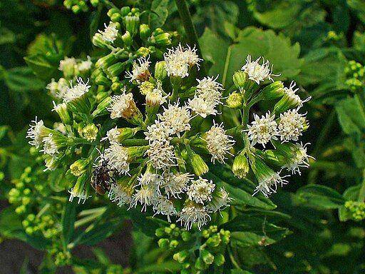 Snakeroot - commons.wikimedia.org/H. Zell