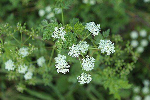 Hemlock - commons.wikimedia.org/Nicolas Ramirez