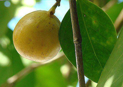 Pohon Manchineel - commons.wikimedia.org/ Dick Culbert