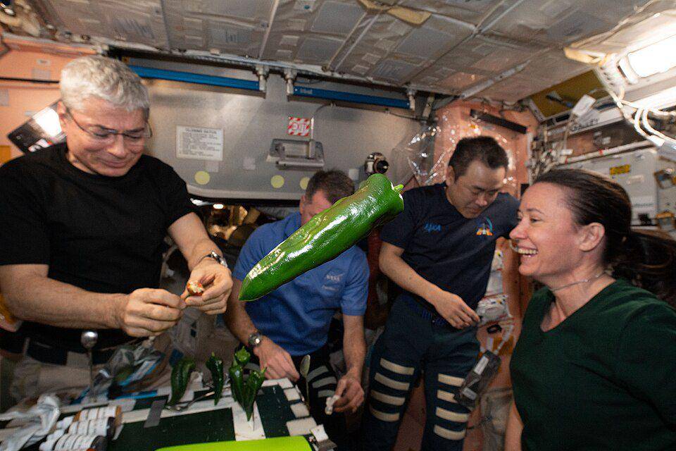 cabai berukuran raksasa yang ditumbuhkan di dalam ISS (commons.wikimedia.org/NASA Johnson Space Center)
