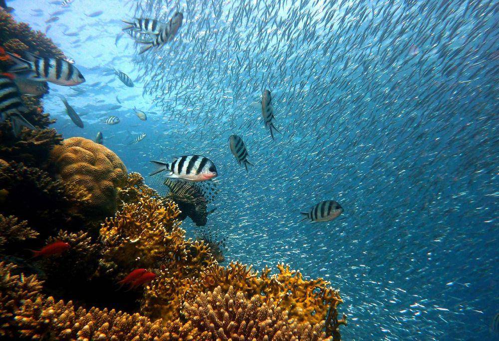 ilustrasi kehidupan di sekitar gunung laut (pixabay.com/joakant)