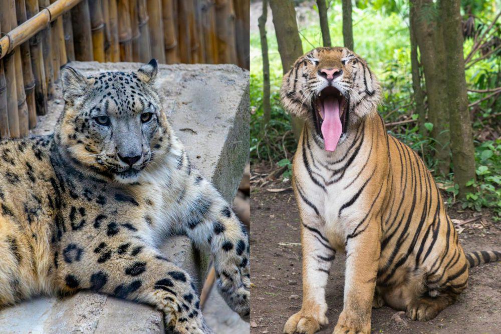 Kamu Harus Tahu! Macan Tutul Salju Ternyata Kerabat Dekat Harimau
