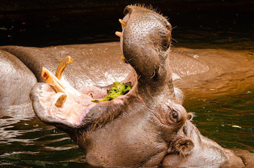 7 Hal Menarik dari Kuda Nil, Ternyata Tidak Bisa Berenang